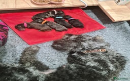 Cockapoo dogs for sale: ADORABLE F2B COCKAPOO PUPPIES 🐶 😍  - Image 14