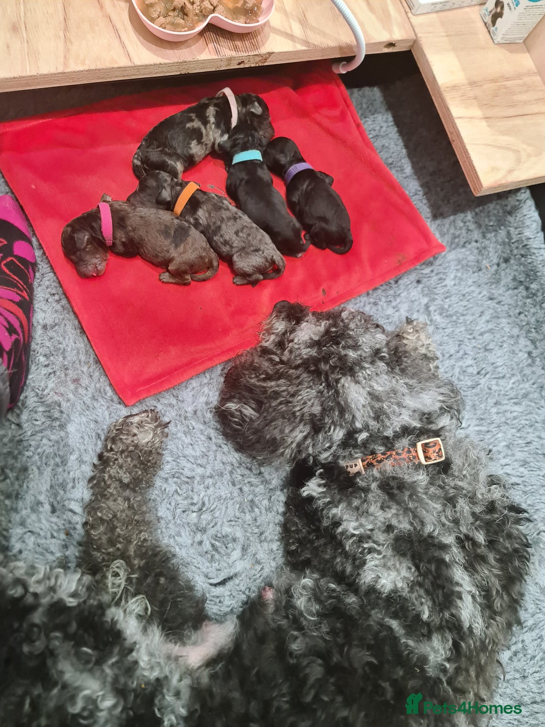 Cockapoo dogs for sale: ADORABLE F2B COCKAPOO PUPPIES 🐶 😍  - Image 14