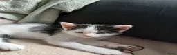 Mixed Breed cats for sale: Beautiful adorable little kitten - Advert 8