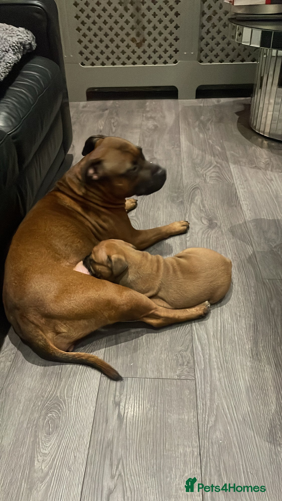 Staffordshire Bull Terrier dogs Beautiful chunky red staffys  - Advert 8