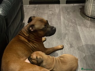 Staffordshire Bull Terrier dogs Beautiful chunky red staffys - Advert 8