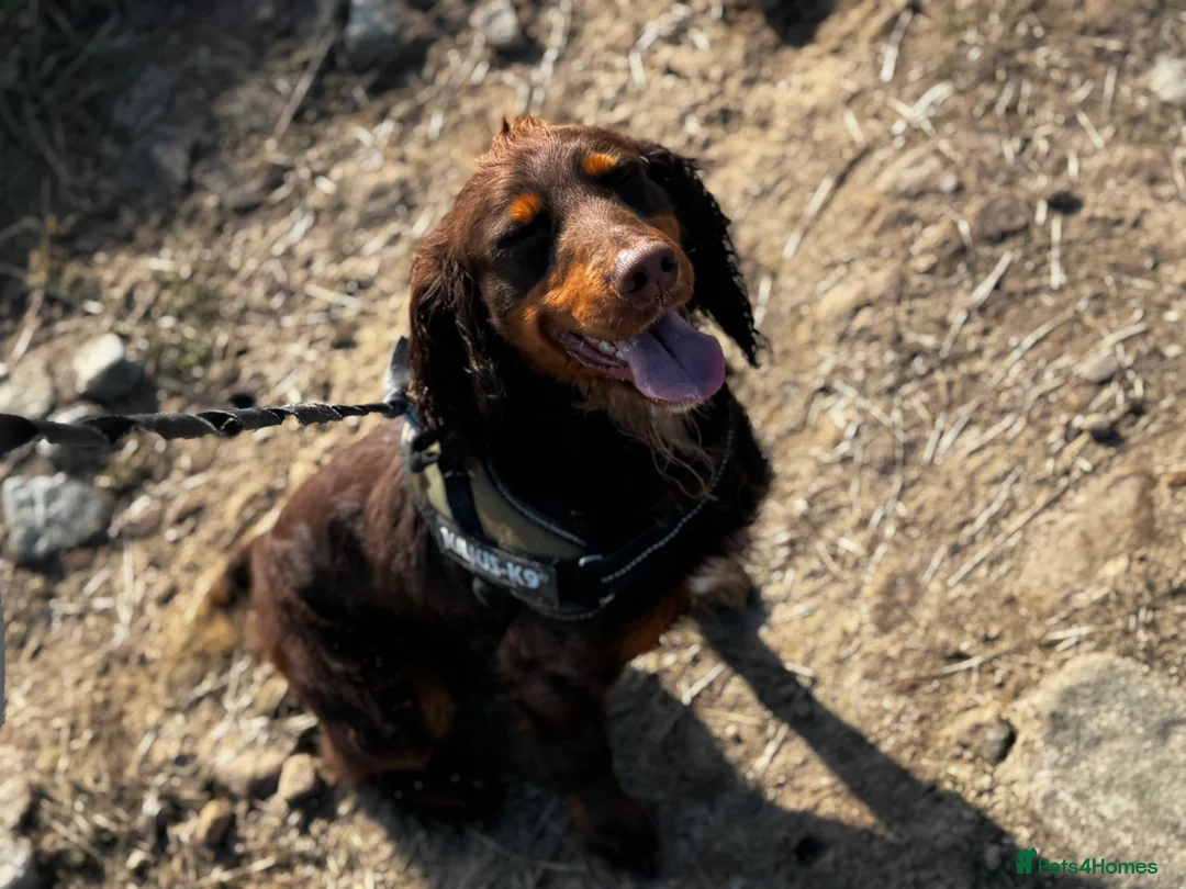 Cocker Spaniel dogs for stud: KC Working Cocker Stud – Temperament to Die For - Advert 2