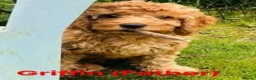 Cockapoo dogs for sale: 3 Gorgeous F1b Cockapoo puppies - Advert 7