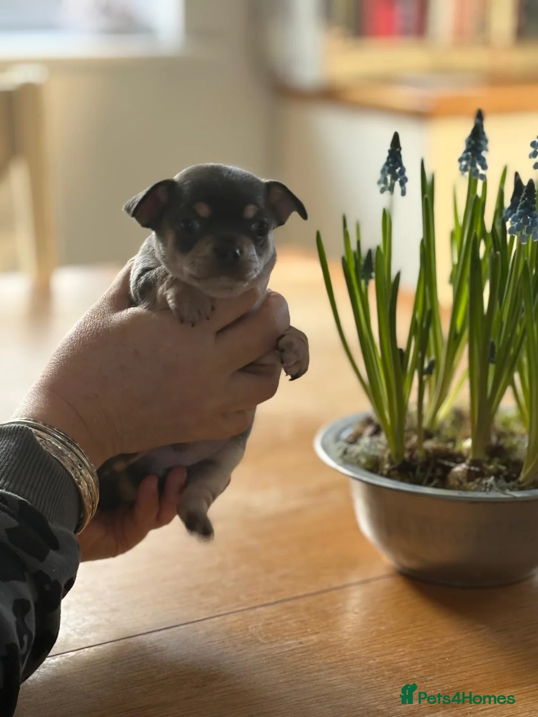 Chihuahua dogs for sale: 🎉BORN 25/12/25🎉. LAST BOY READY 13/03/26 💛💛💛 - Advert 20