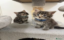 Mixed Breed cats for sale: Beautiful Kittens for sale!  - Image 1