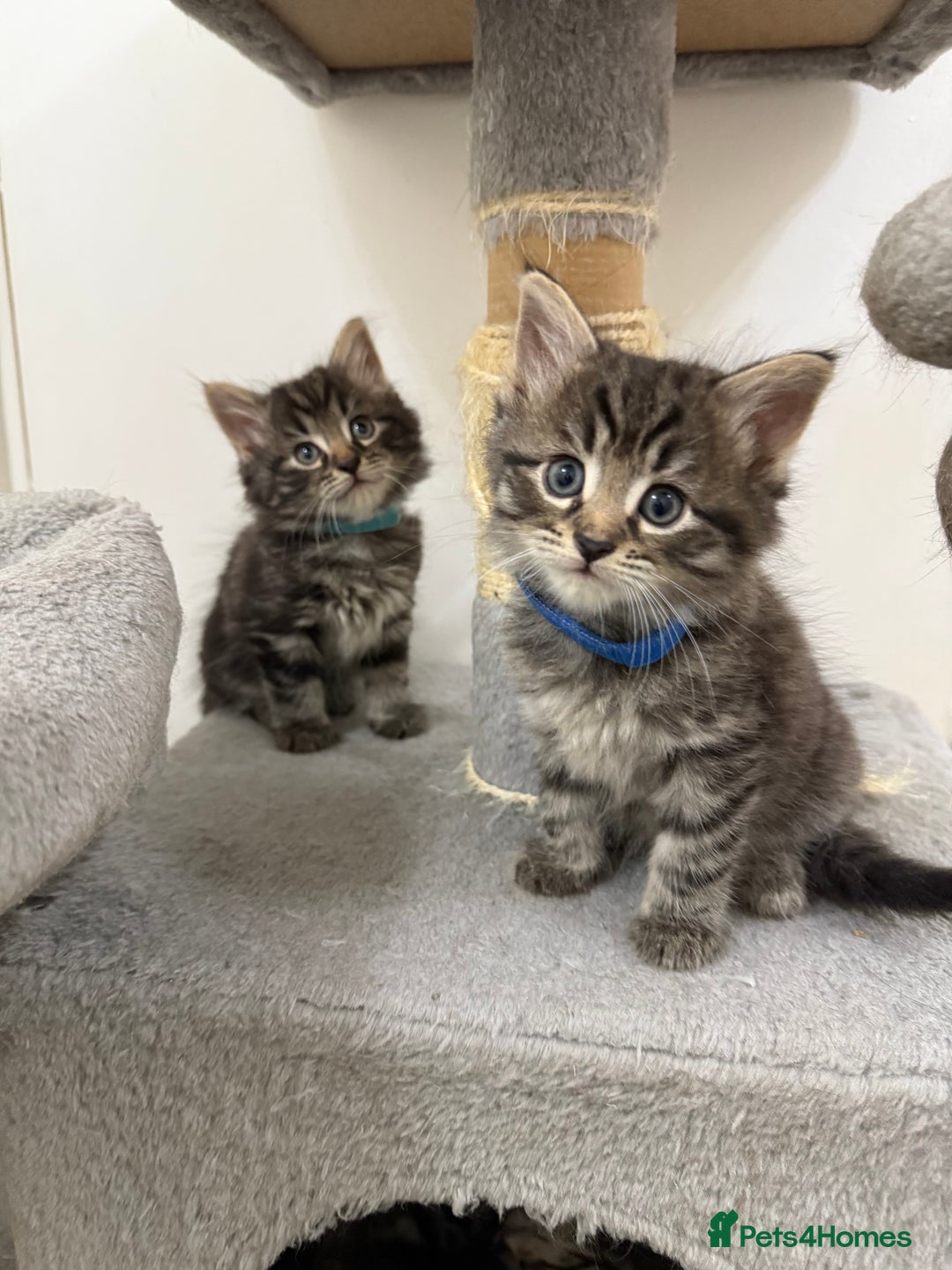 Mixed Breed cats for sale: Beautiful Kittens for sale!  - Image 1