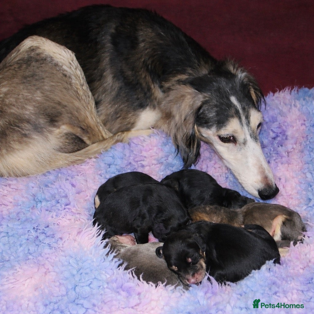 Saluki dogs Pedigree Saluki Puppies For Sale  - Advert 13