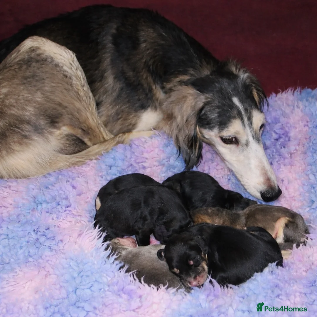 Saluki dogs for sale: Pedigree Saluki Puppies For Sale  - Advert 1