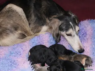Saluki dogs Pedigree Saluki Puppies For Sale - Advert 6