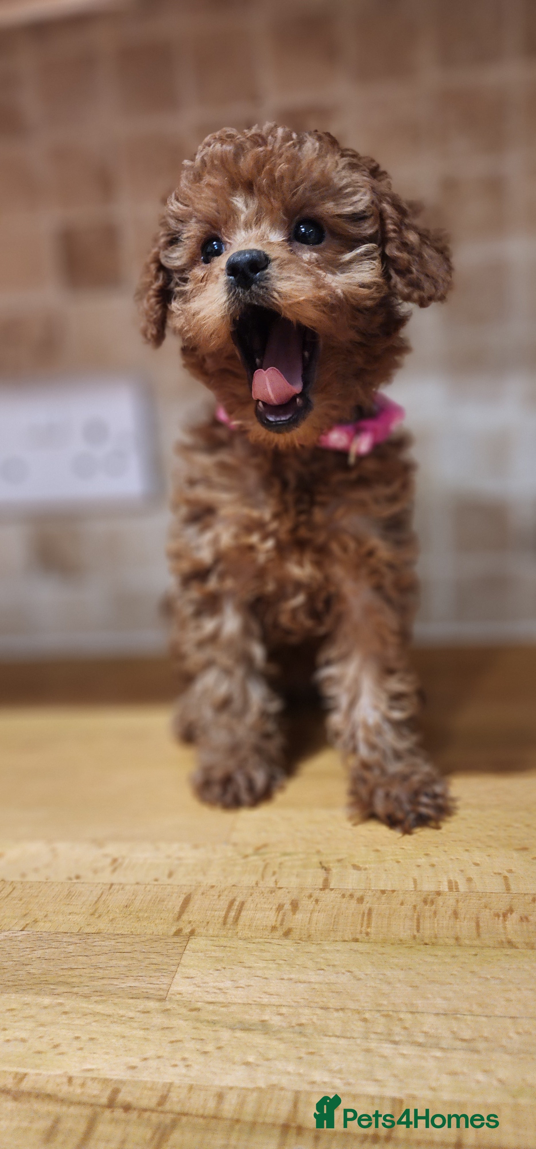 Labradoodle dogs 🐾 Beautiful F2b Mini Labradoodle Puppies  - Advert 9
