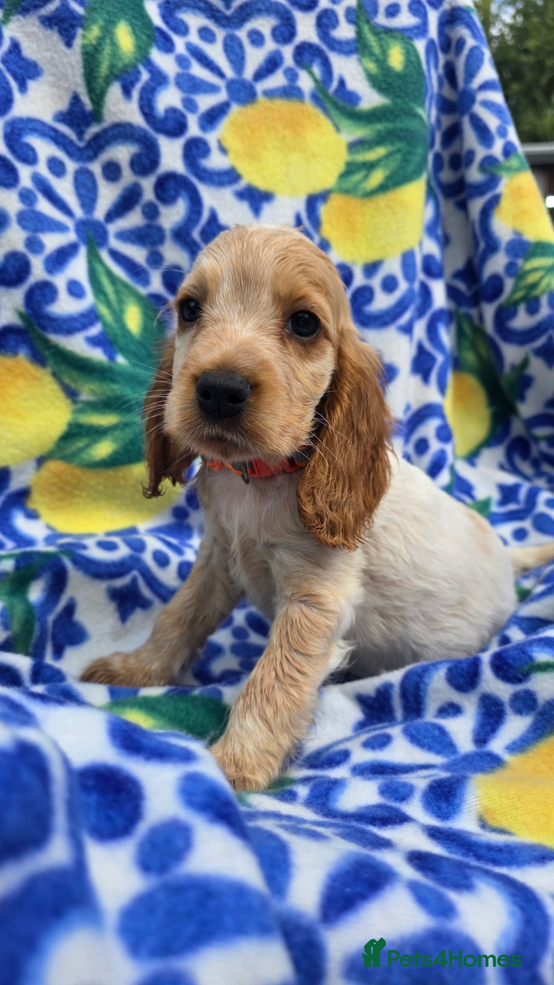 Cocker Spaniel dogs for sale: SHOW COCKERS READY NOW LAST LEMON BOY AND GIRL - Image 16
