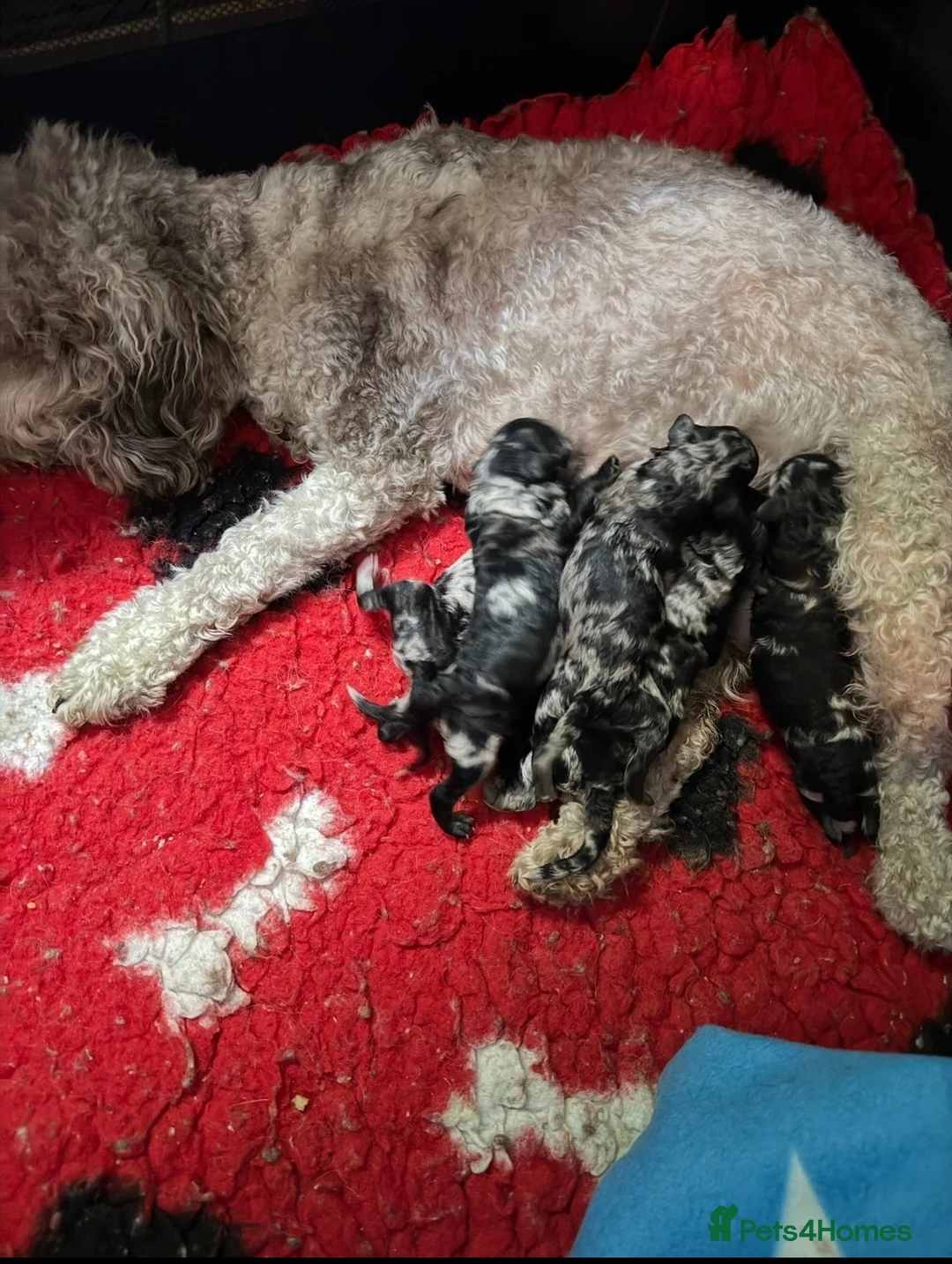 Toy Poodle dogs for sale: For sale 5 Stunning Asian/ toy poodle puppies  - Advert 1