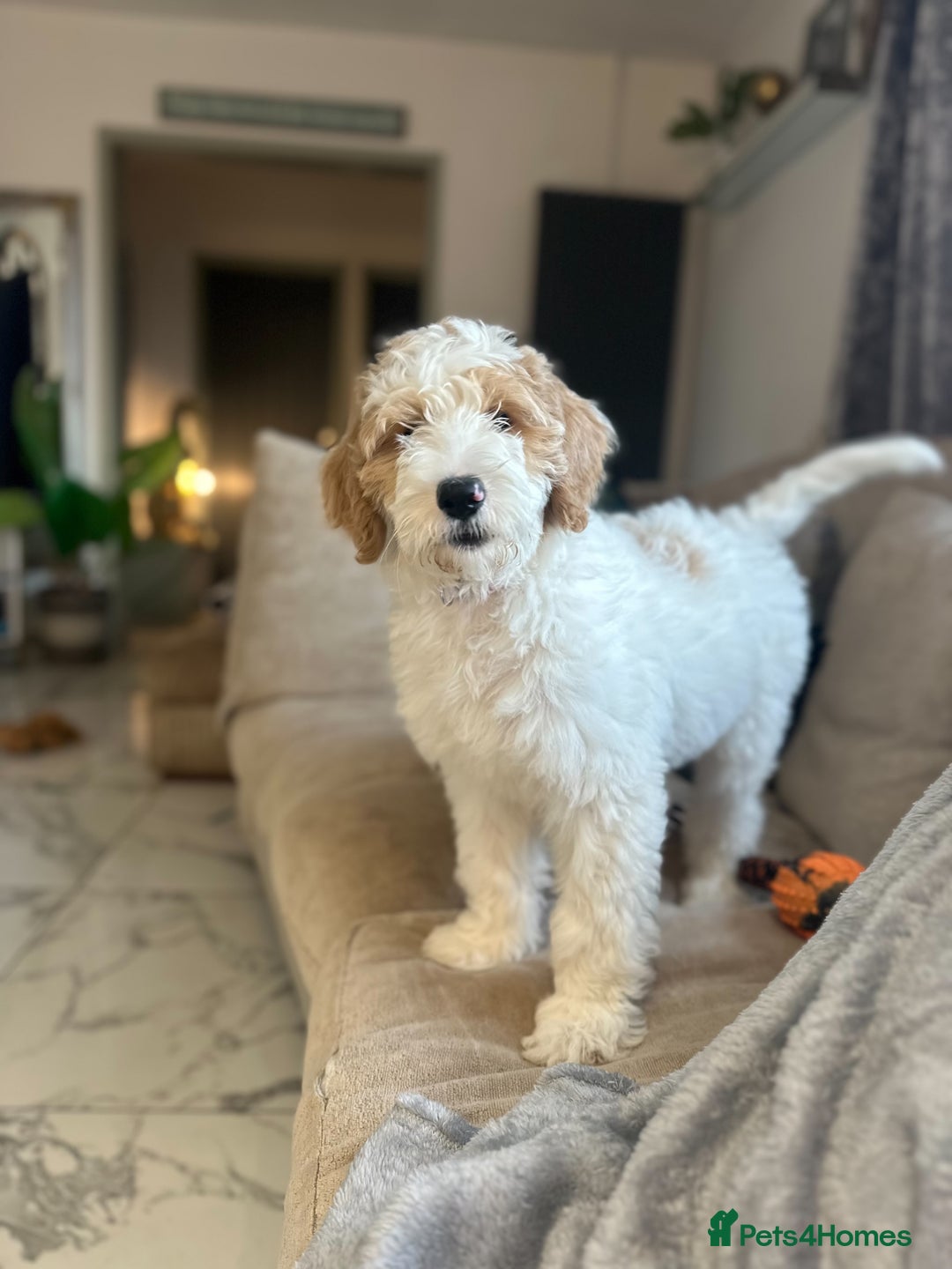 Goldendoodle dogs for sale: Golden Doodle Girl Ready Now - Image 7