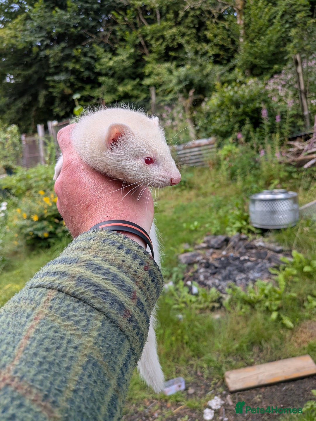 Ferret rodents for sale: Albino jill - Image 3