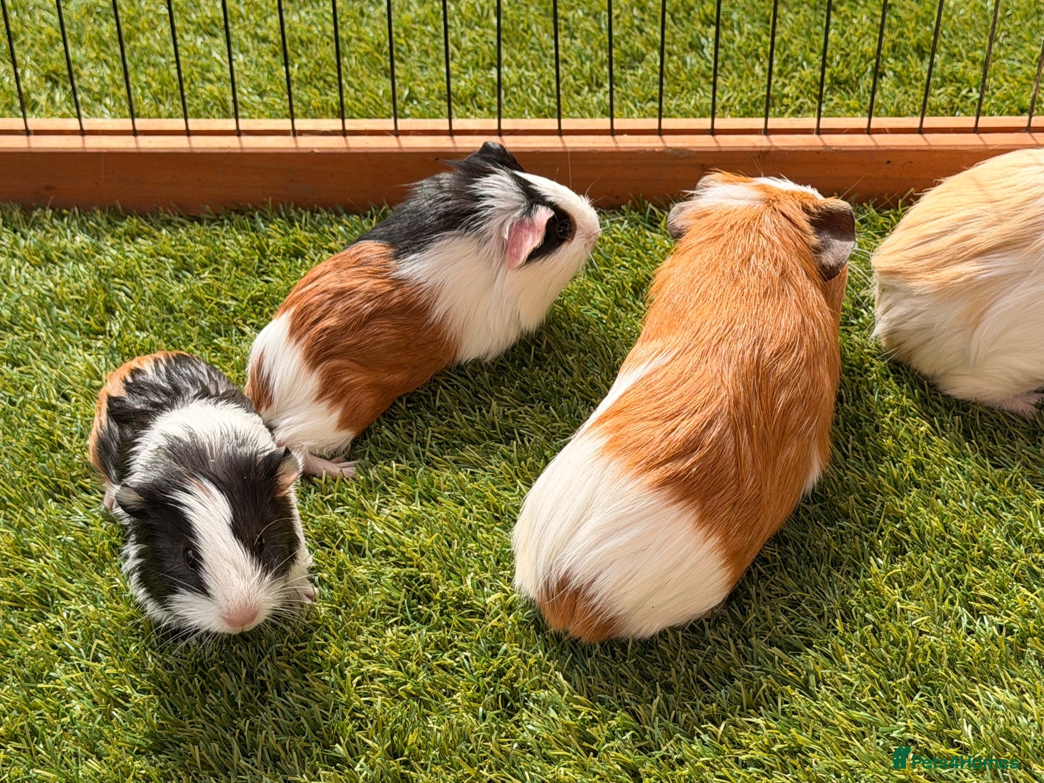 Guinea Pig rodents Guinea pigs looking for forever homes - Advert 1