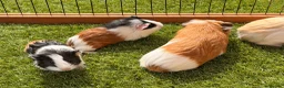 Guinea Pig rodents for sale: Guinea pigs looking for forever homes - Advert 1