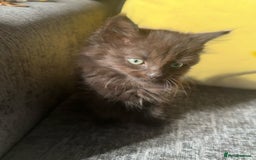 Maine Coon cats for sale: Rare Beautiful Brown Maine Coon Cross Kittens 🩷🩵 - Image 2