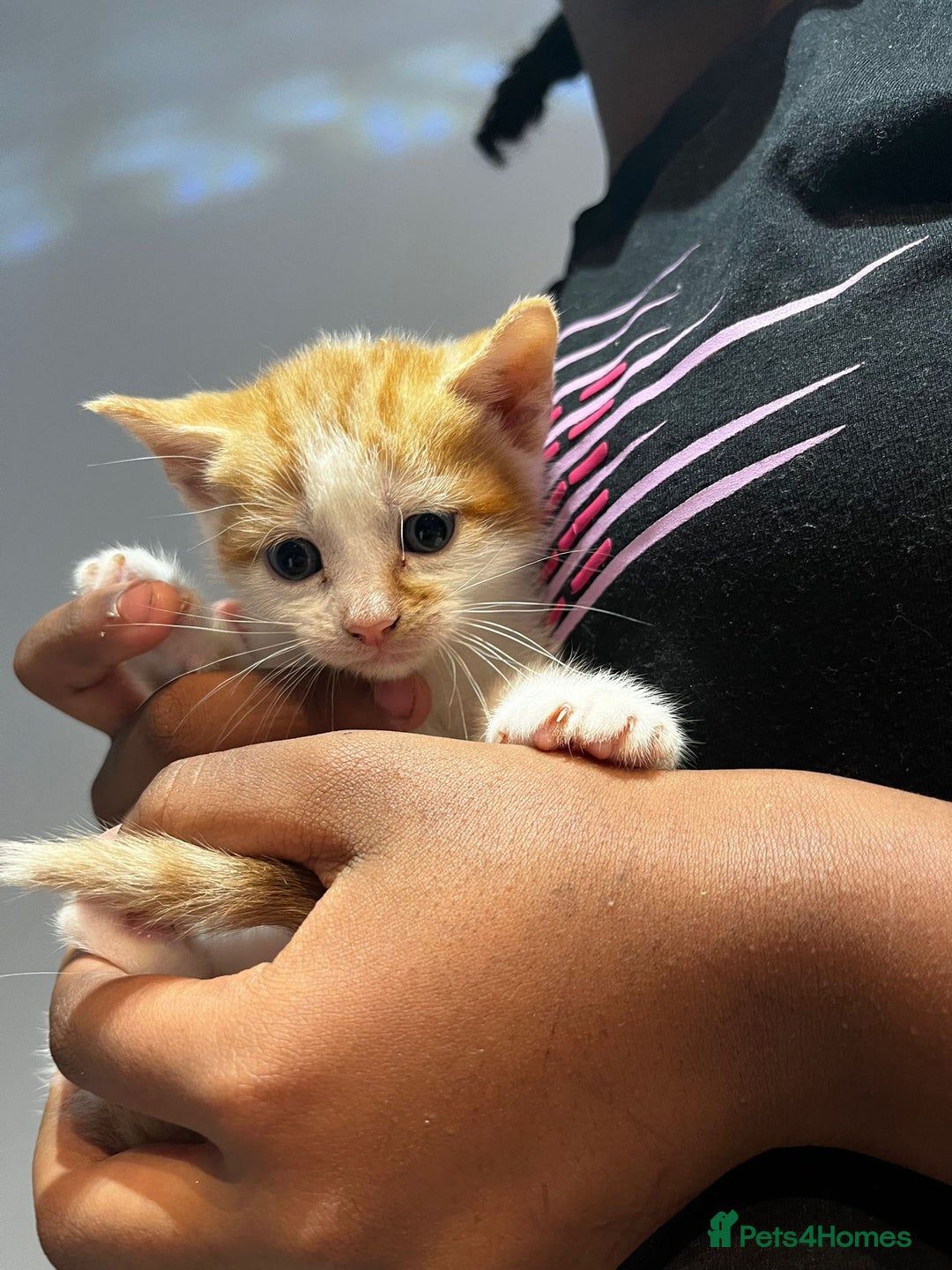 Mixed Breed cats for sale: 6 beautiful kittens (3 male, 3 females) for sale - Image 6