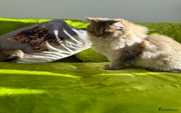 British Longhair cats for sale: British Longhair Kitten for sale  - Image 19