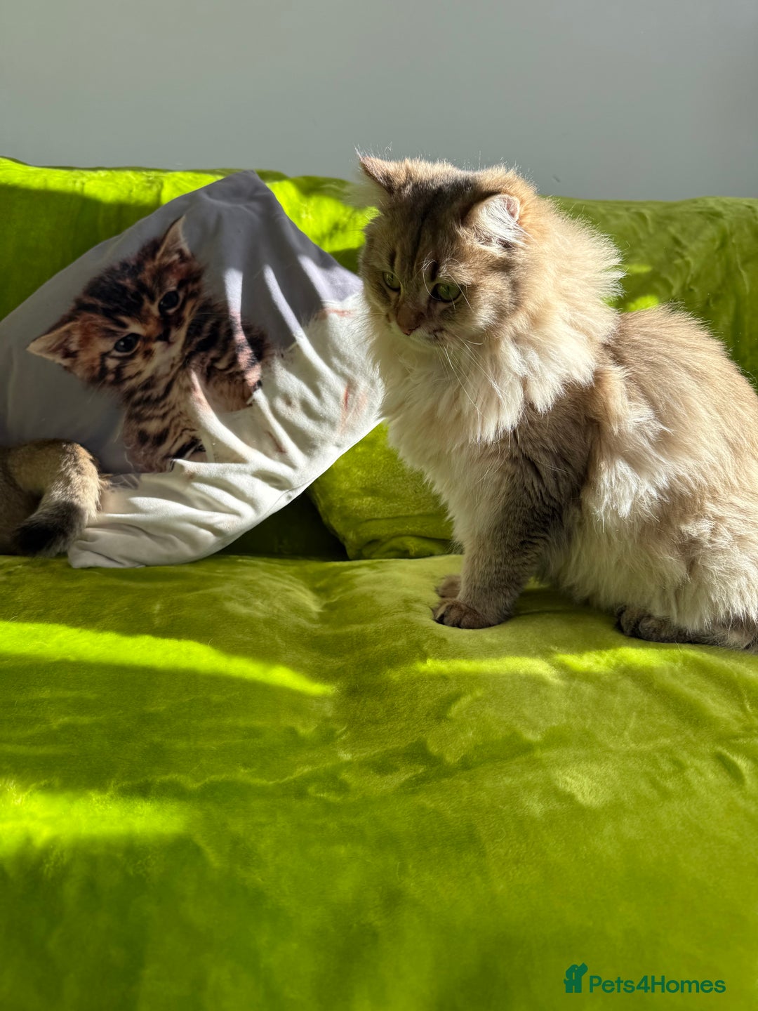 British Longhair cats for sale: British Longhair Kitten for sale  - Image 19