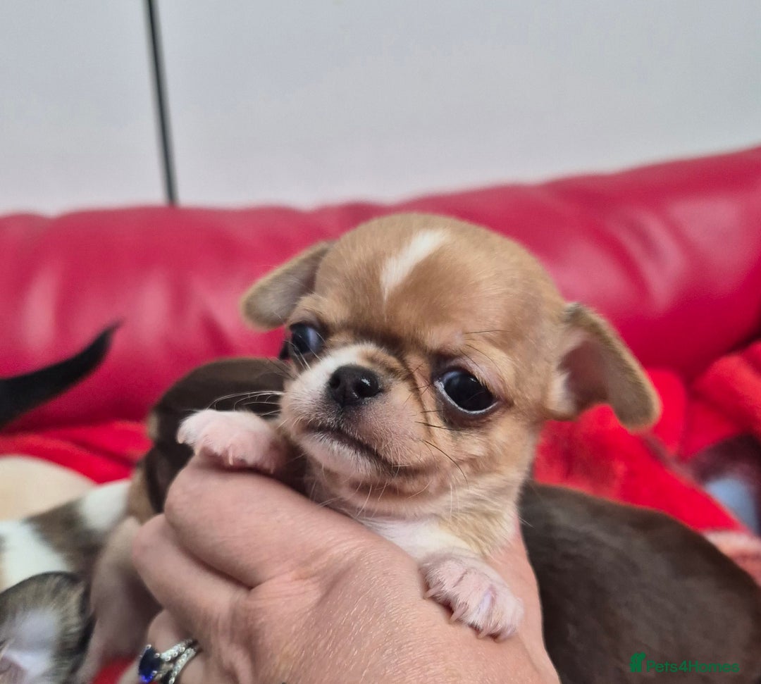 Chihuahua dogs for sale: KC registered Chihuahua puppies  - Advert 15