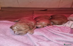 Australian Labradoodle dogs for sale: Australian Labradoodle Puppies  - Advert 20