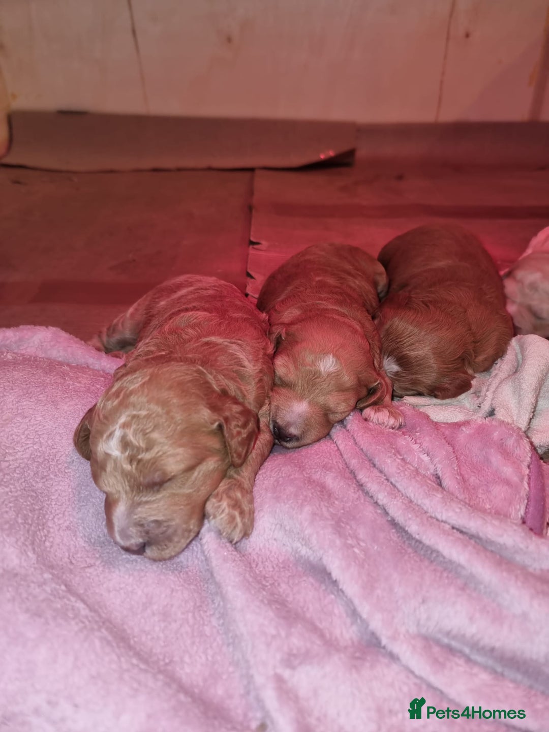 Australian Labradoodle dogs for sale: Australian Labradoodle Puppies  - Advert 20