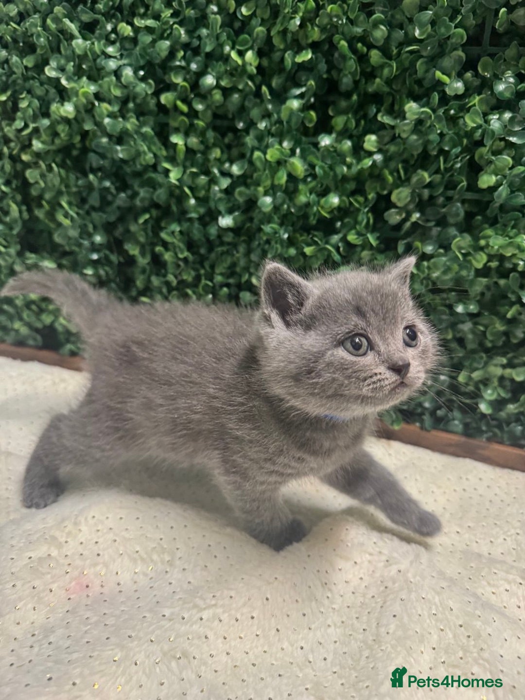 British Shorthair cats for sale: 💕British Shorthair Blue Kittens💕 - Advert 9