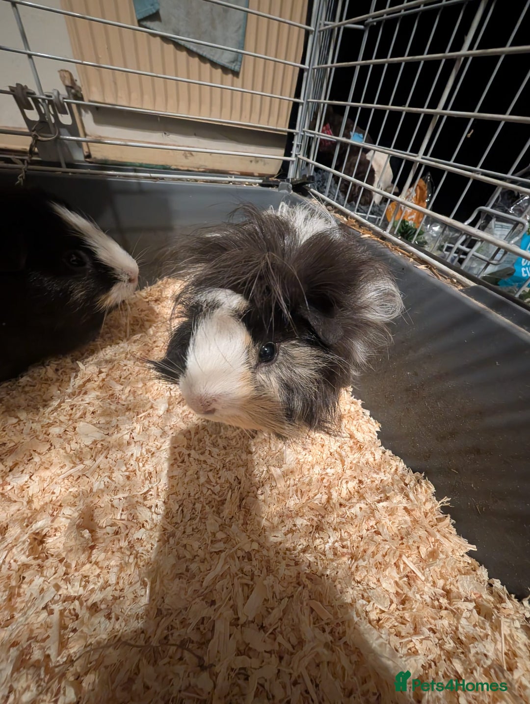 Guinea Pig rodents for sale: Two male guinea pigs and set up for sale  - Advert 11