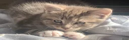Mixed Breed cats for sale: For Sale Gorgeous Grey Tabby Male Kitten - Advert 7