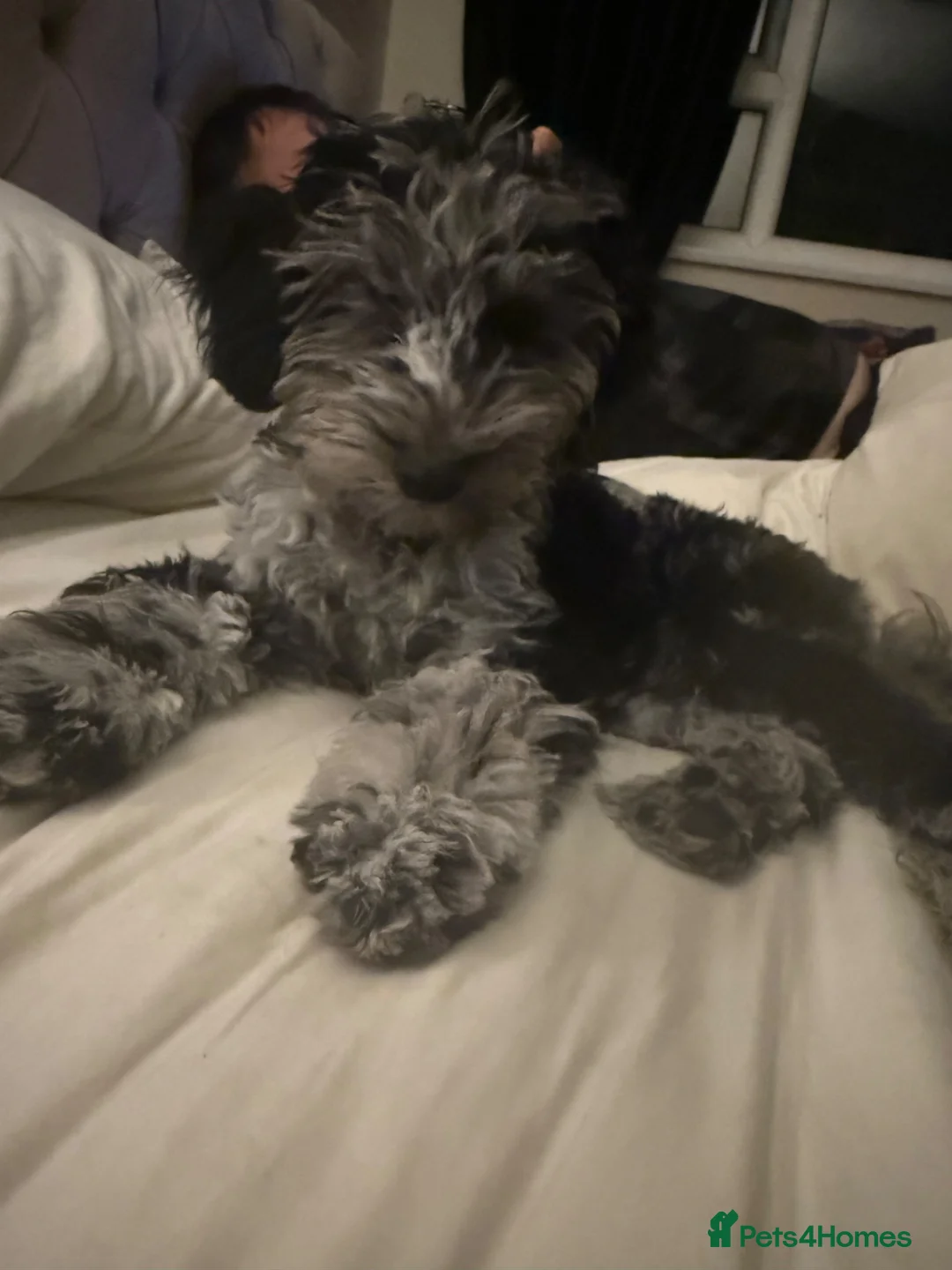 Cockapoo dogs for sale: 4 month old cockapoo  - Advert 2