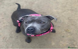 Staffordshire Bull Terrier dogs for sale: 🏆BLUE CHAMPION STAFFORDSHIRE BULL TERRIER PUPS  - Image 10