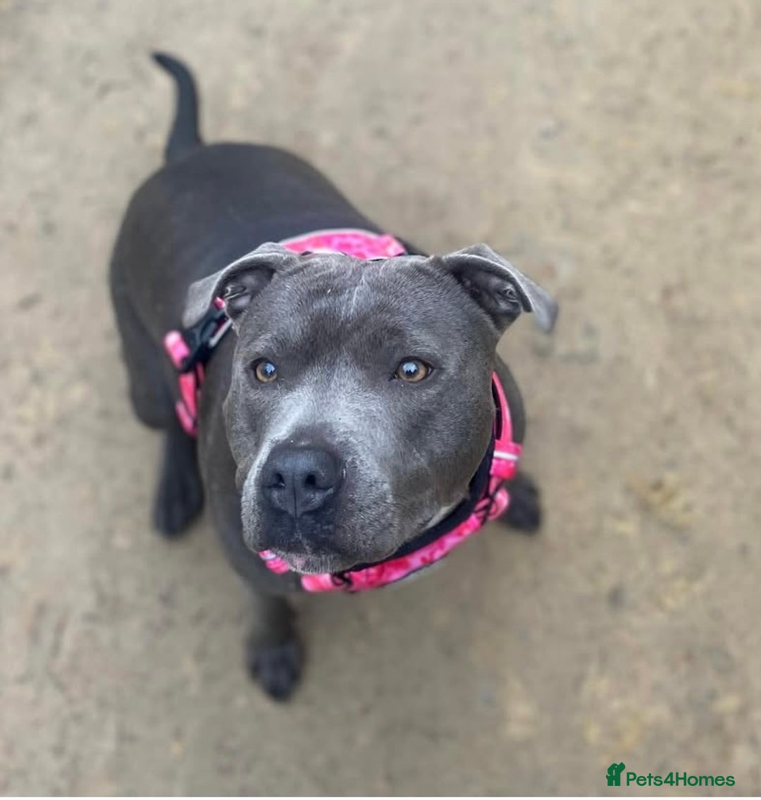 Staffordshire Bull Terrier dogs for sale: 🏆BLUE CHAMPION STAFFORDSHIRE BULL TERRIER PUPS  - Image 10