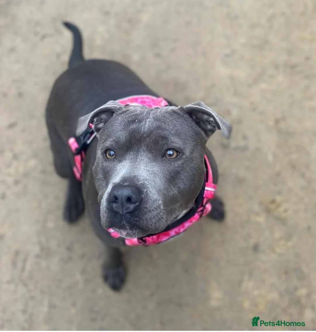 Staffordshire Bull Terrier dogs for sale: 🏆 CHAMPION BLUE BITCH READY TO LEAVE 🏆 - Advert 4
