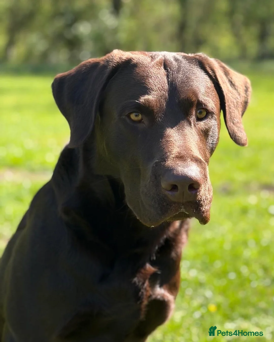 Labrador Retriever dogs for stud: Chocolate KC Reg Labrador Stud in Telford - Advert 1