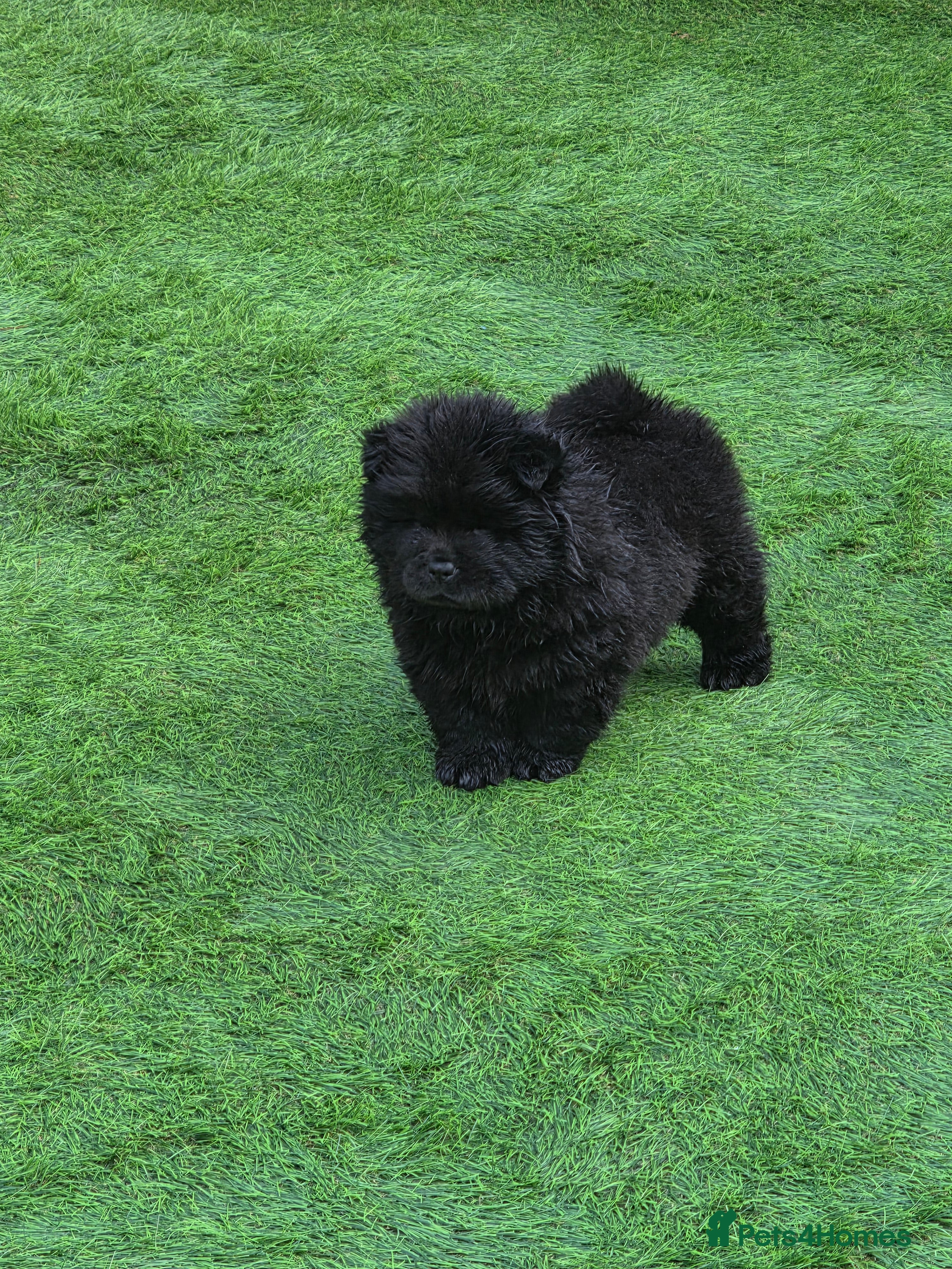 Chow Chow dogs Stunning KC Black Chow Chow Puppy - Advert 3