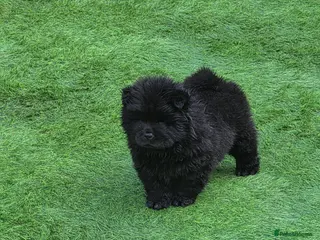 Chow Chow dogs Stunning KC Black Chow Chow Puppy - Advert 2