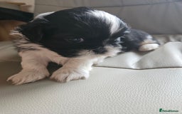 Shih Tzu dogs for sale: Stunning Shih tzu - Image 3