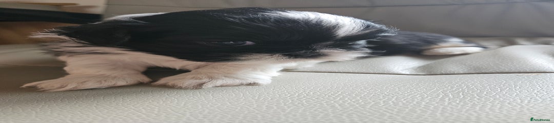 Shih Tzu Puppy 1