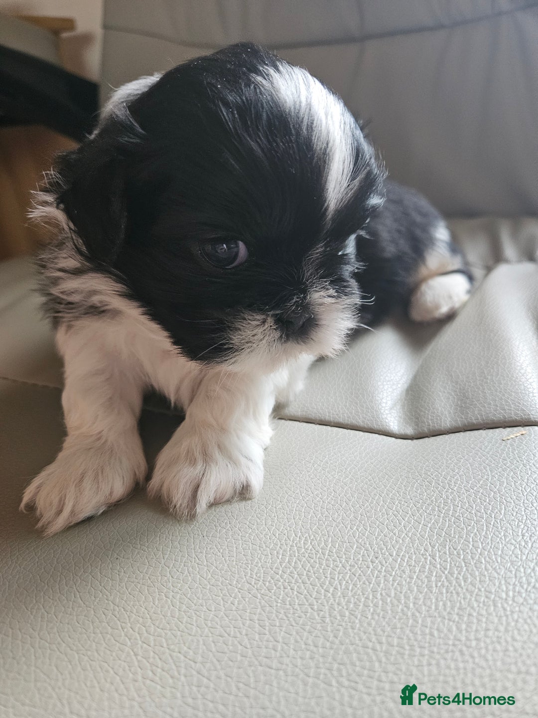 Shih Tzu dogs for sale: Stunning Shih tzu - Image 3