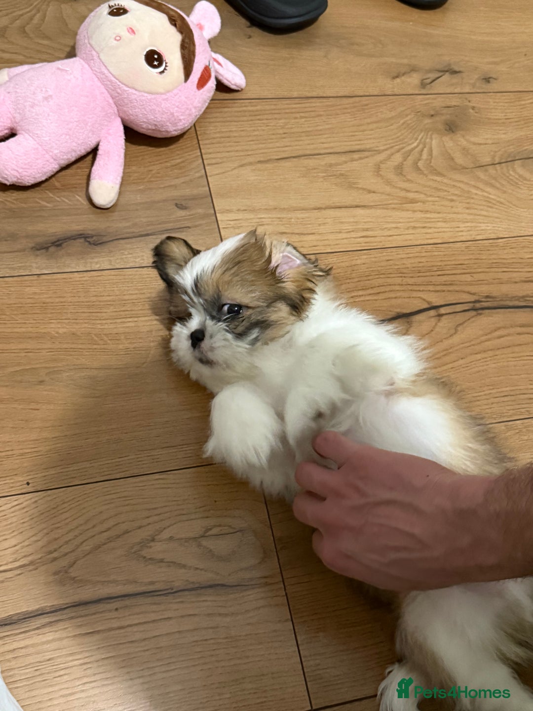 Shih Tzu dogs for sale: Beautiful Shih Tzu puppy for sale  - Advert 5