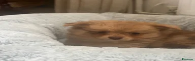 Mixed Breed Puppy 1