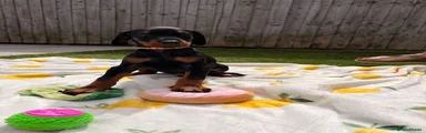 Dobermann Puppy 1