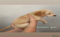 Mixed Breed dogs for sale: Gorgeous Labrador X Cockerpoo puppies in Bromley - Image 3