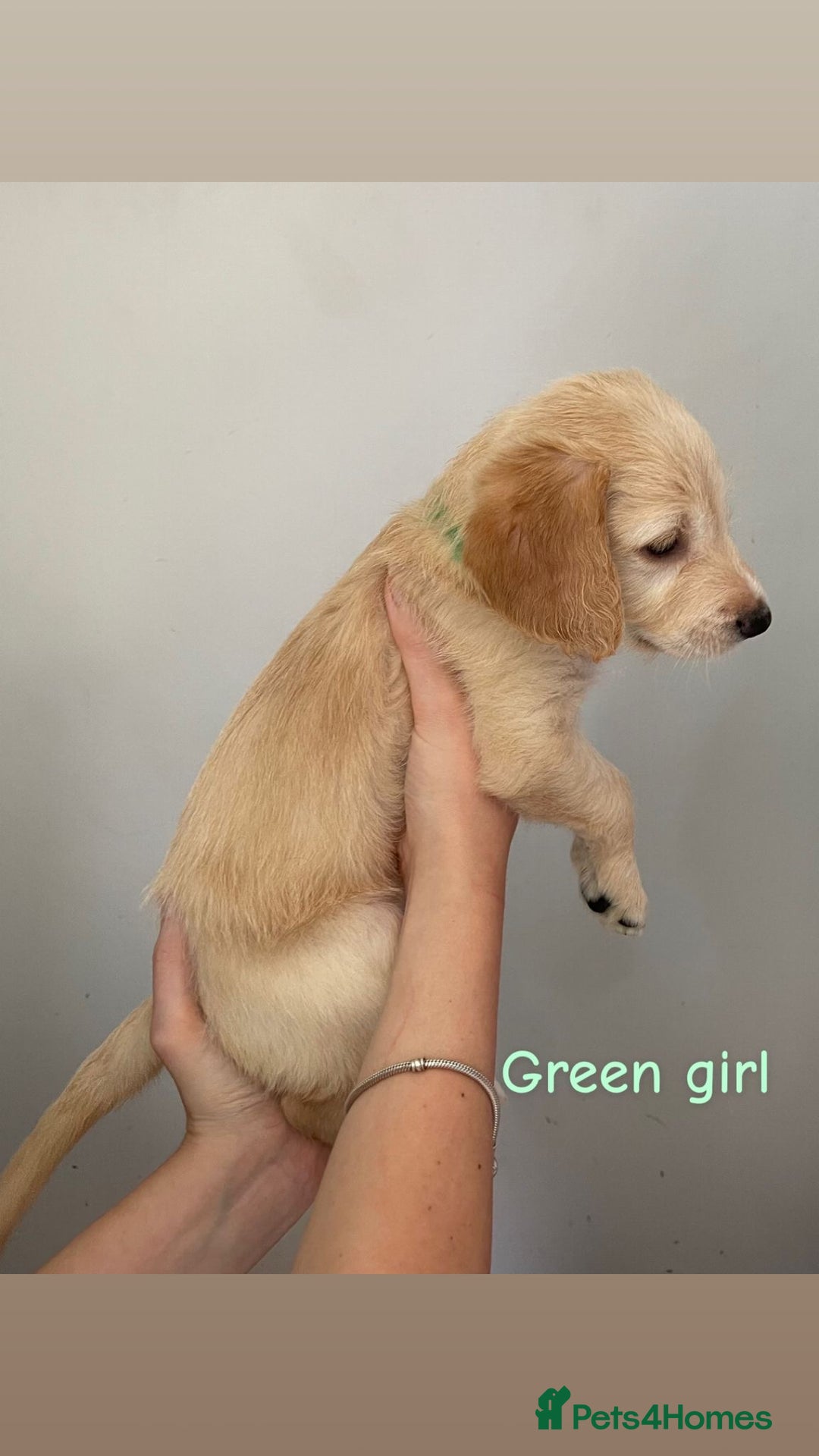 Mixed Breed dogs for sale: Gorgeous Labrador X Cockerpoo puppies in Bromley - Image 3