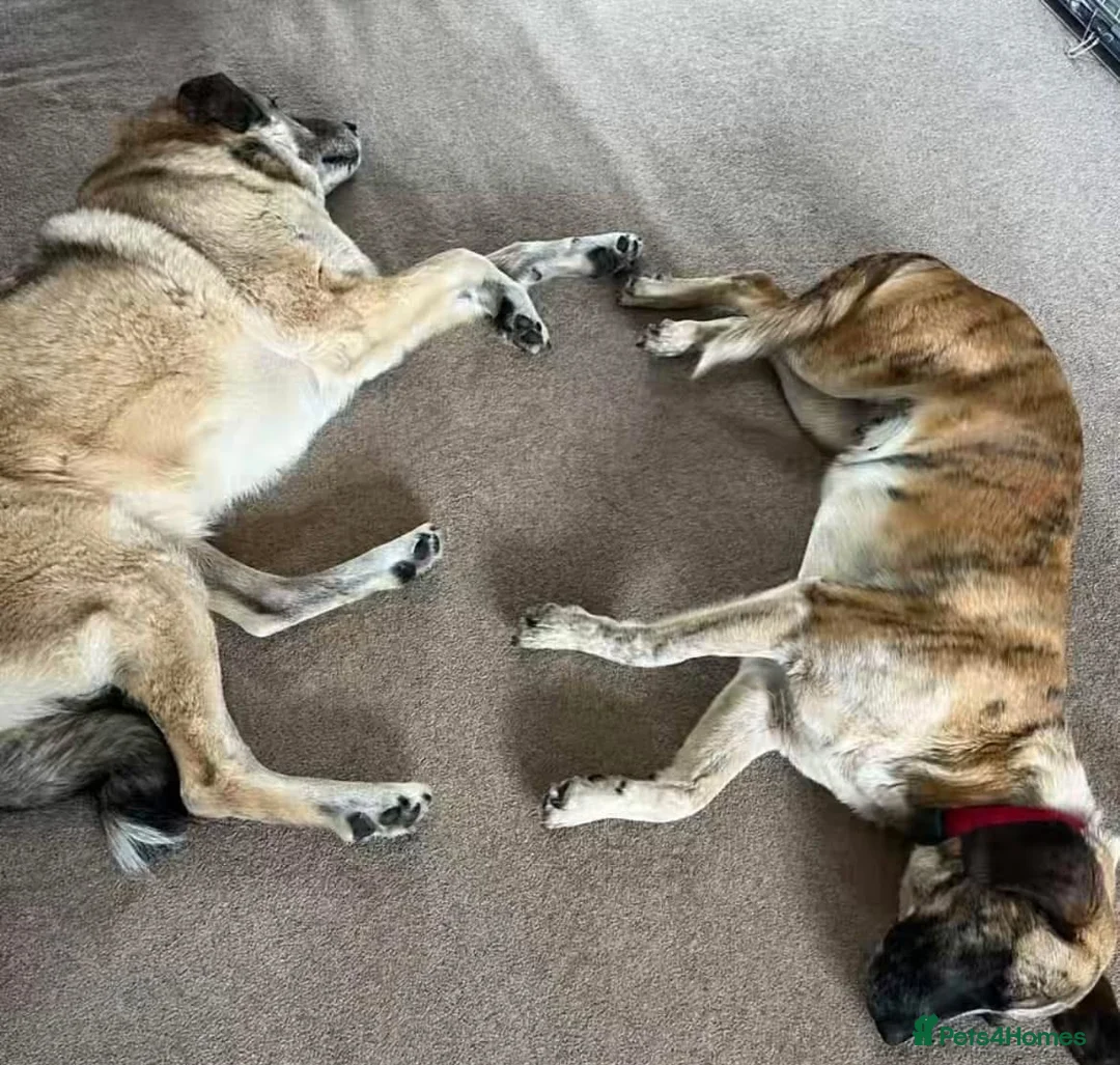 Mixed Breed dogs for adoption: Darcy - Norwich Norfolk  in Norwich - Advert 8