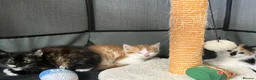 Mixed Breed cats for sale: Kittens available  - Advert 2
