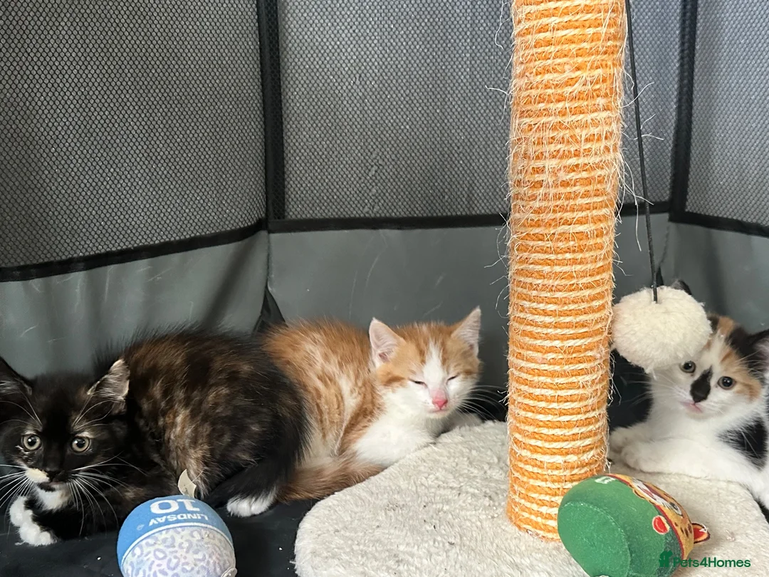 Mixed Breed cats for sale: Kittens available  - Advert 2