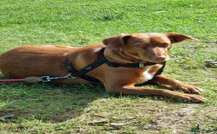 Mixed Breed dogs - Advert 1