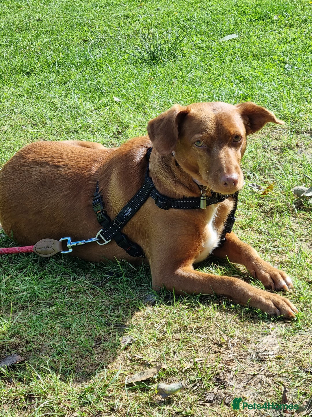 Mixed Breed dogs for sale: female pofenco cross, originally from Spain  - Image 1